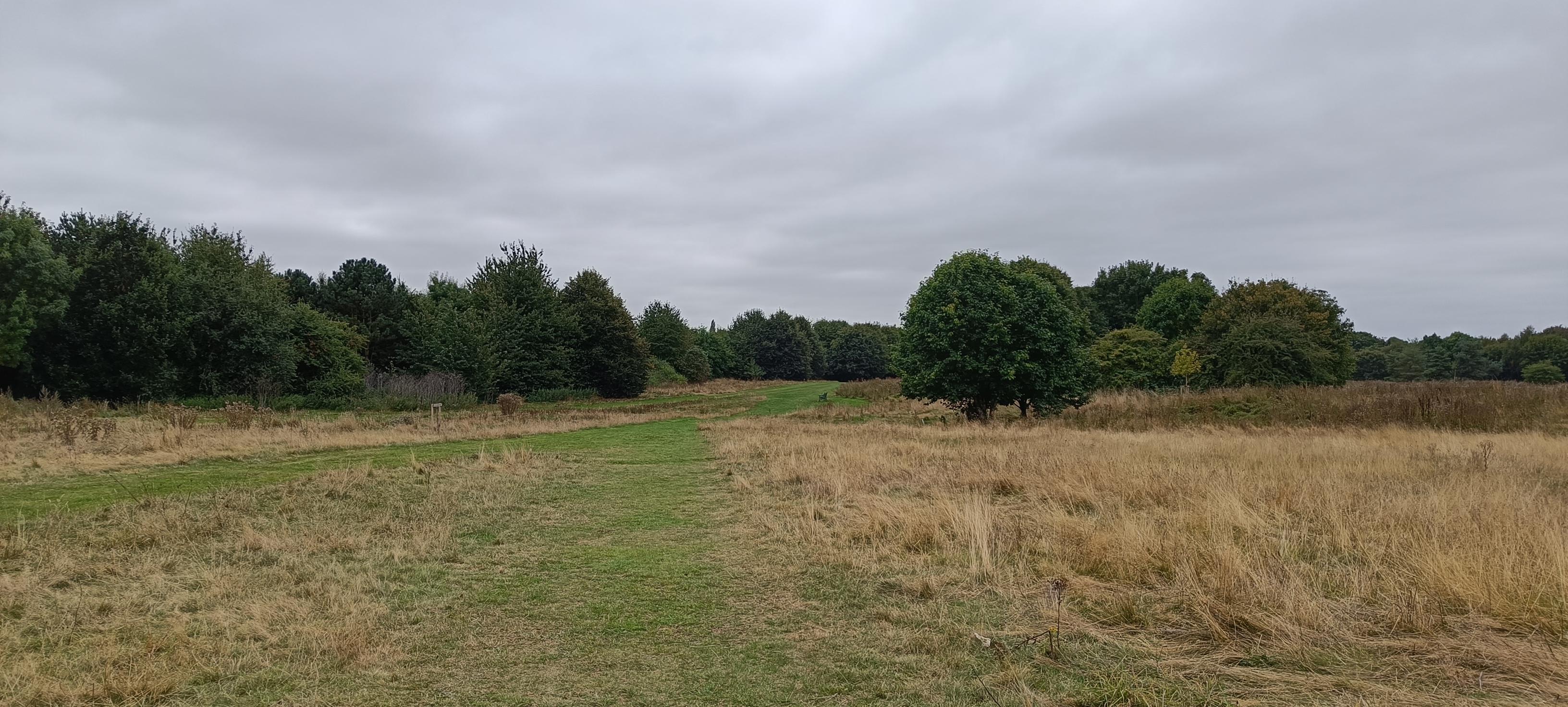 Image of trees on mown grass