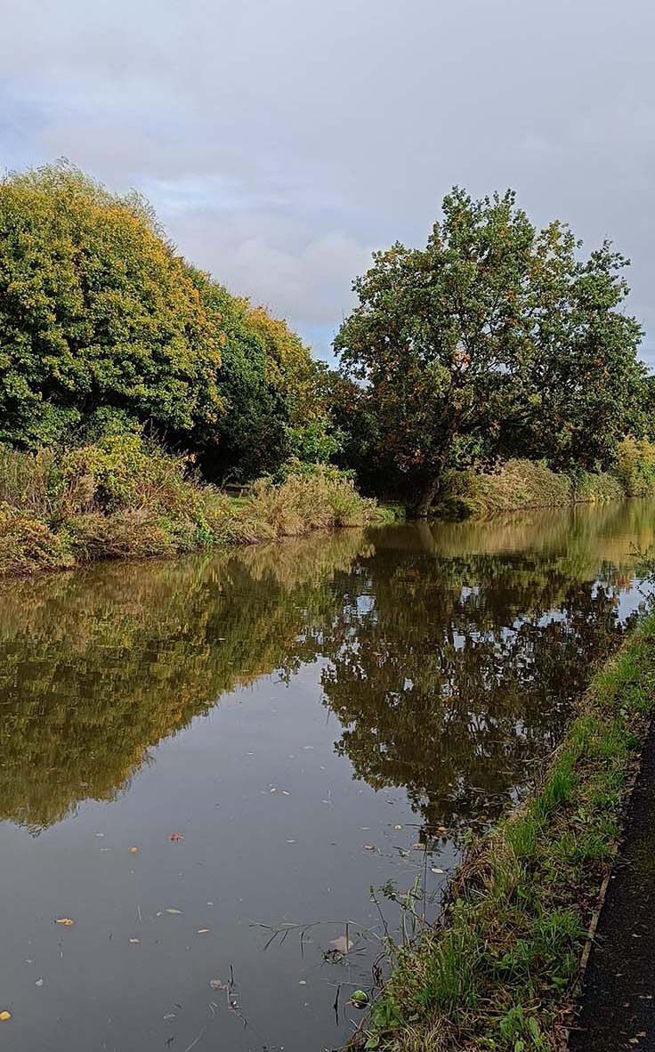 Riverbank with reeds and trees